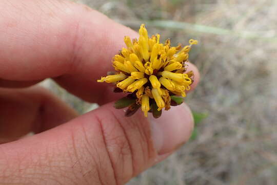 Image of Chapman's Crownbeard