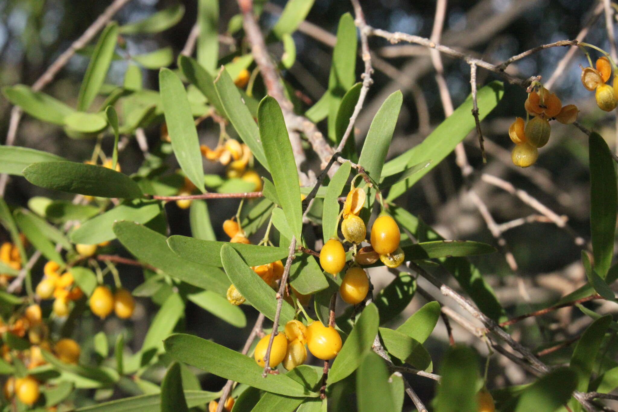 Image of Denhamia cunninghamii (Hook.) M. P. Simmons