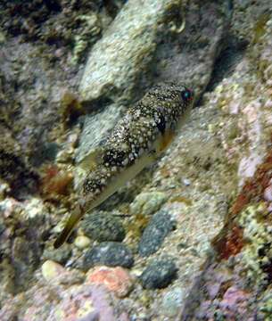 Image of Hong Kong Pufferfish