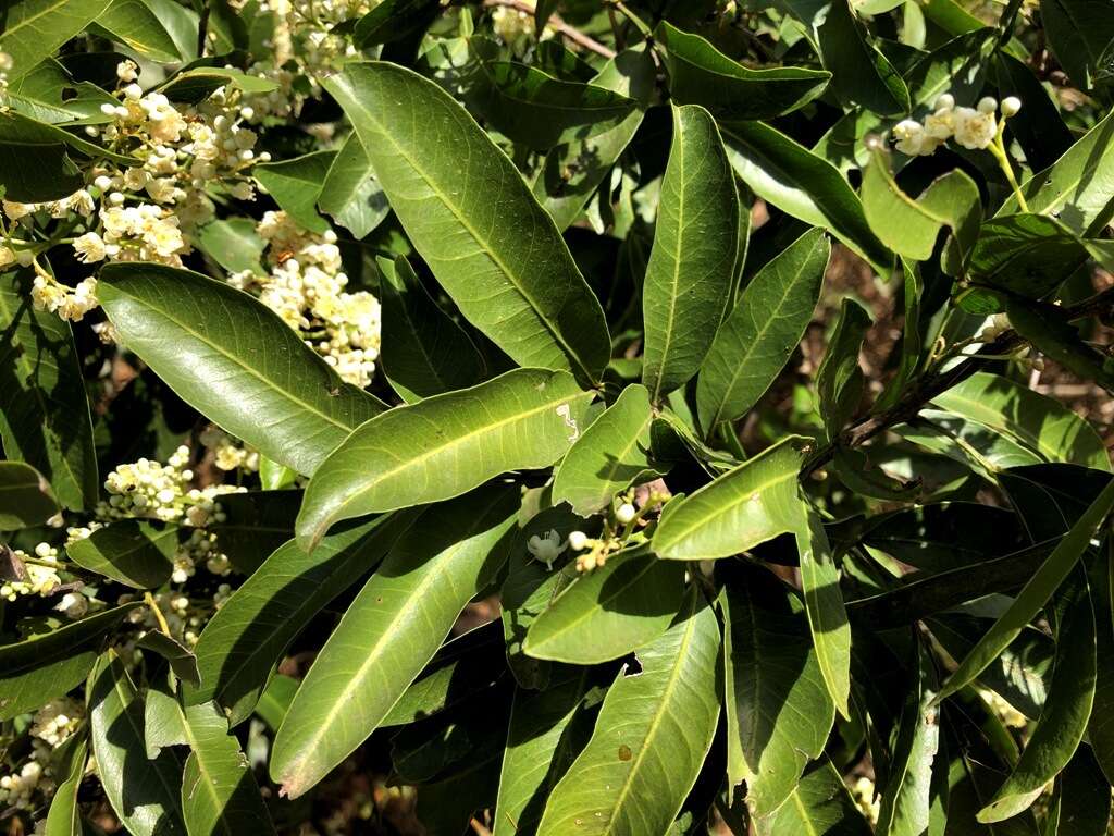 صورة Atalaya salicifolia (DC.) Bl.