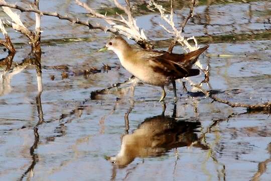 Image of Little Crake