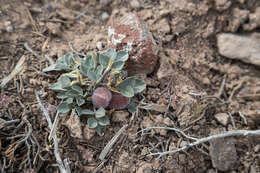 Imagem de Astragalus loanus Barneby