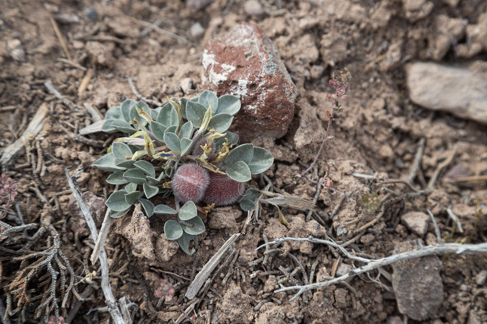 صورة Astragalus loanus Barneby