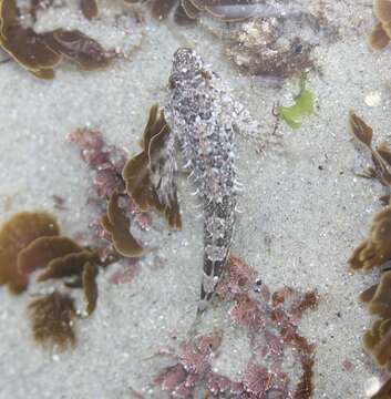 Image of Woolly sculpin