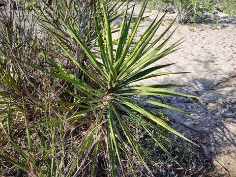 Image of Yucca capensis L. W. Lenz