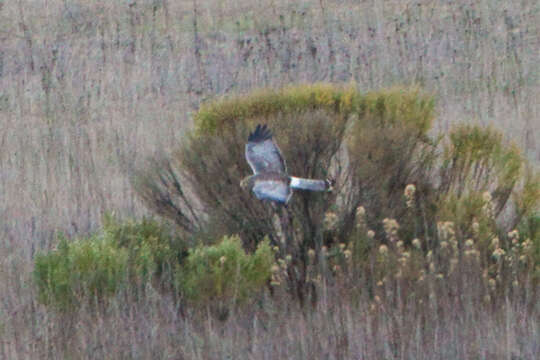 Image of Northern Harrier