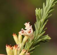 Слика од Erica caffrorum Bolus