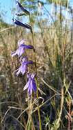 Plancia ëd Lobelia glandulosa Walter