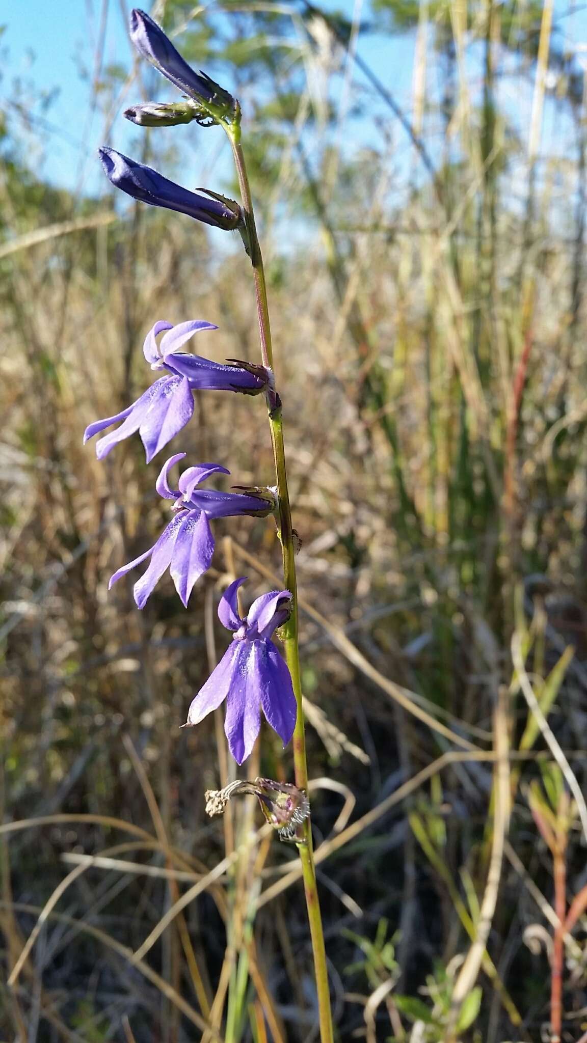 Plancia ëd Lobelia glandulosa Walter