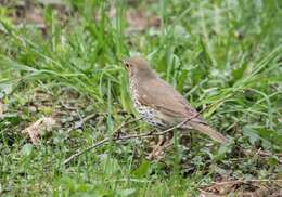 Image of Song Thrush