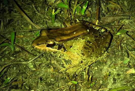 Image of Leptodactylus guianensis Heyer & de Sá 2011