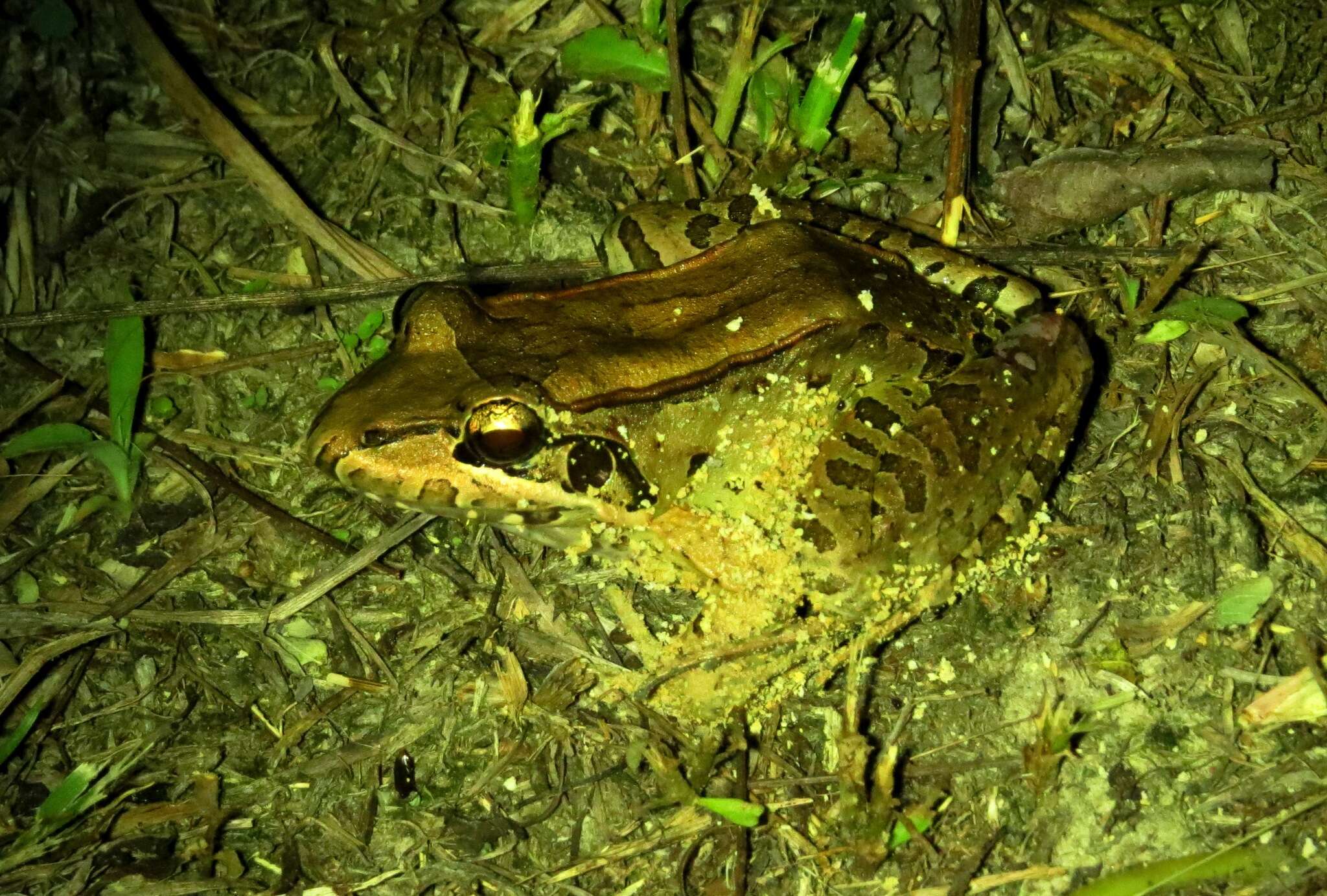 Image of Leptodactylus guianensis Heyer & de Sá 2011