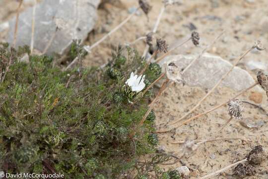 Image of false mayweed