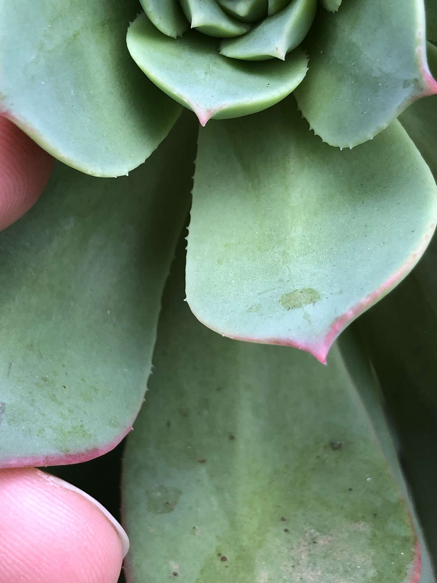 Image of Aeonium percarneum (Murray) J. Pitard & L. Proust