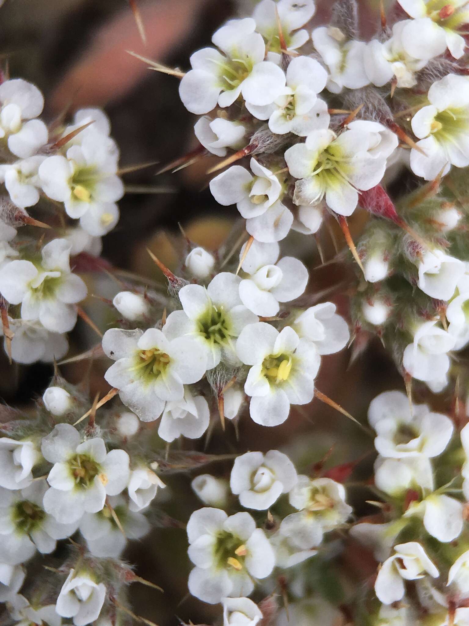 Imagem de Chorizanthe spinosa S. Wats.