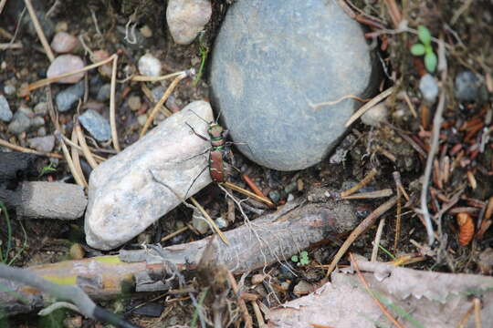 Image of Common Claybank Tiger Beetle