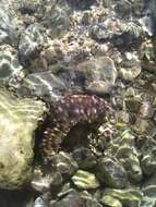 Image of Sand sifting sea cucumber