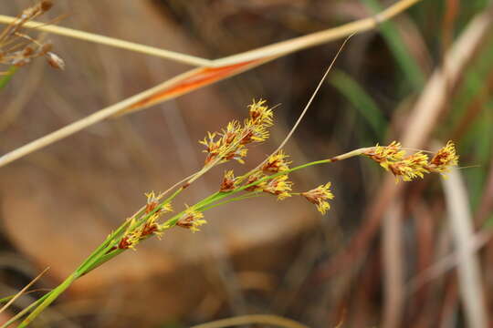 Imagem de Coleochloa setifera subsp. setifera