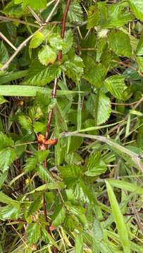 Image of sawtooth blackberry