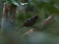 Image of Fringe-backed Fire-eye