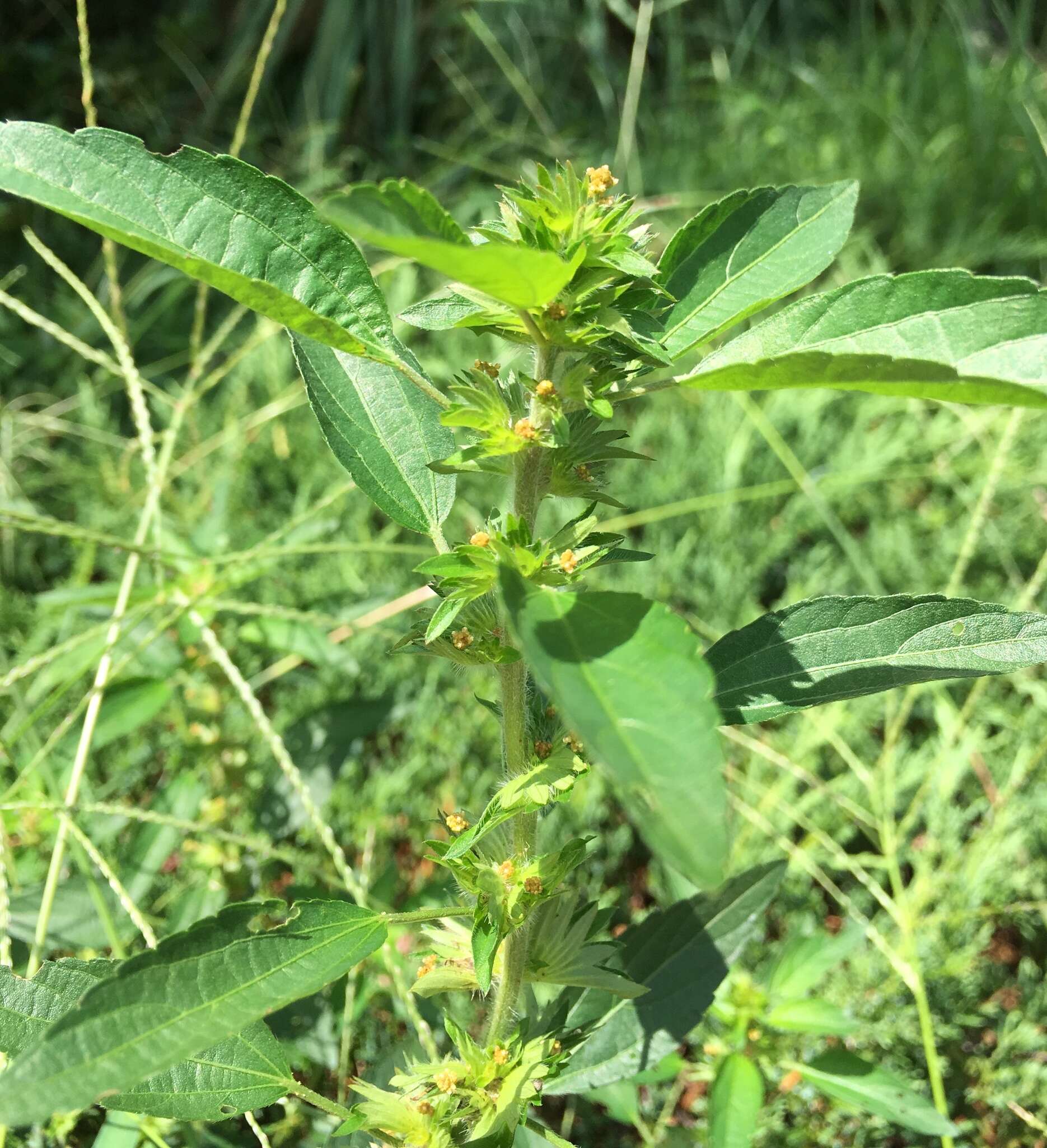 Imagem de Acalypha virginica L.