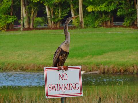 Plancia ëd Anhinga Brisson 1760