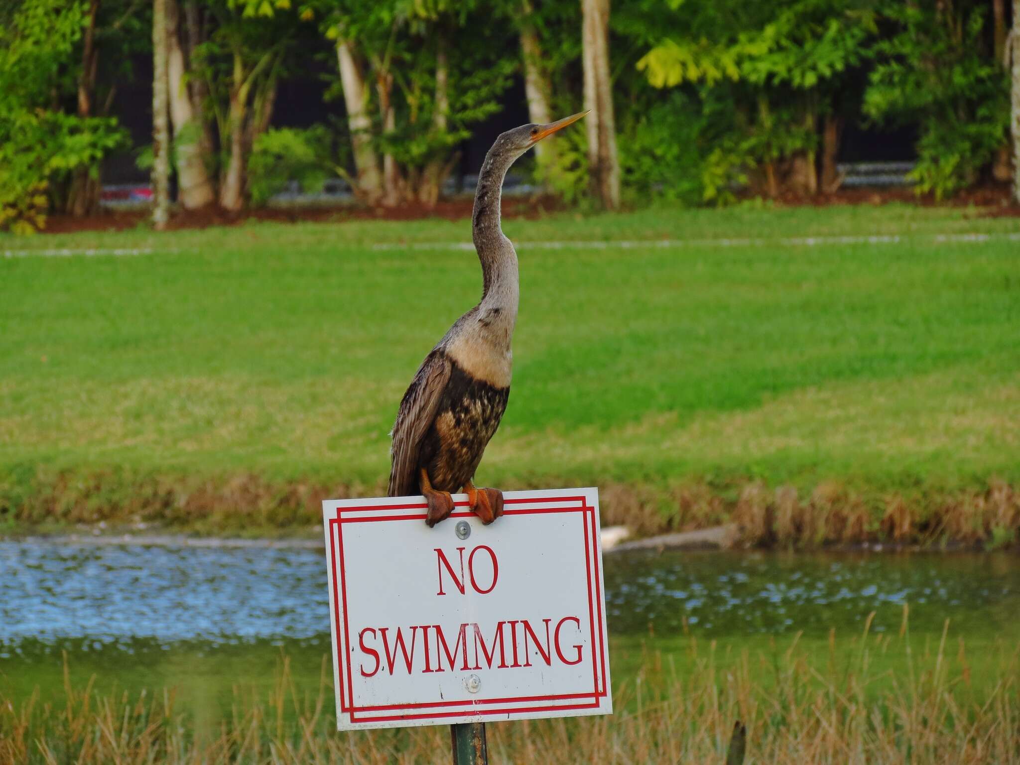 Plancia ëd Anhinga Brisson 1760