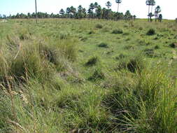 Image of sandysoil Indiangrass