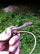 Image of Seychelles Wolf Snake