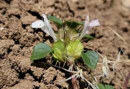 Image of heartleaf thorn-mint