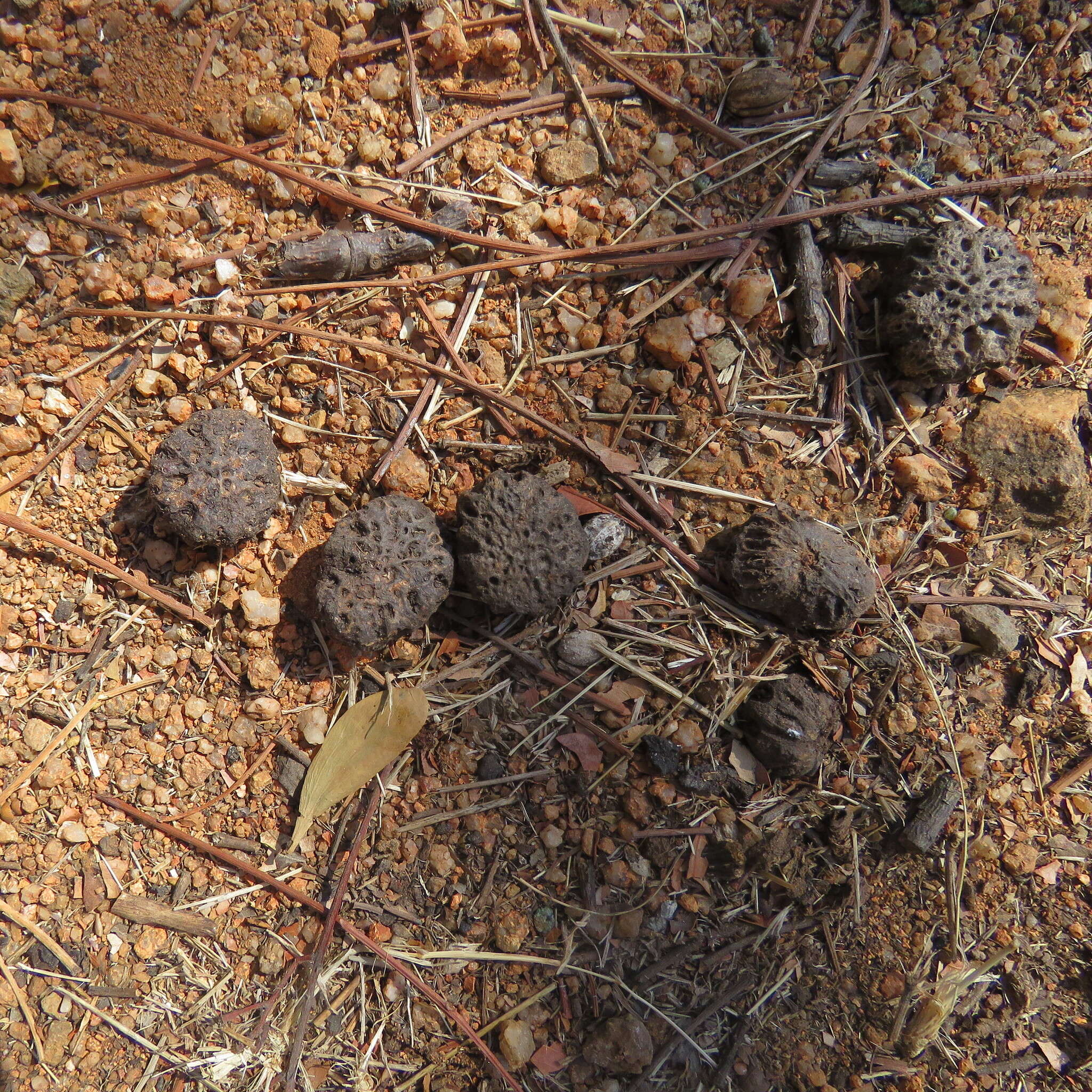 Image of Pleiogynium timoriense (DC.) Leenh.