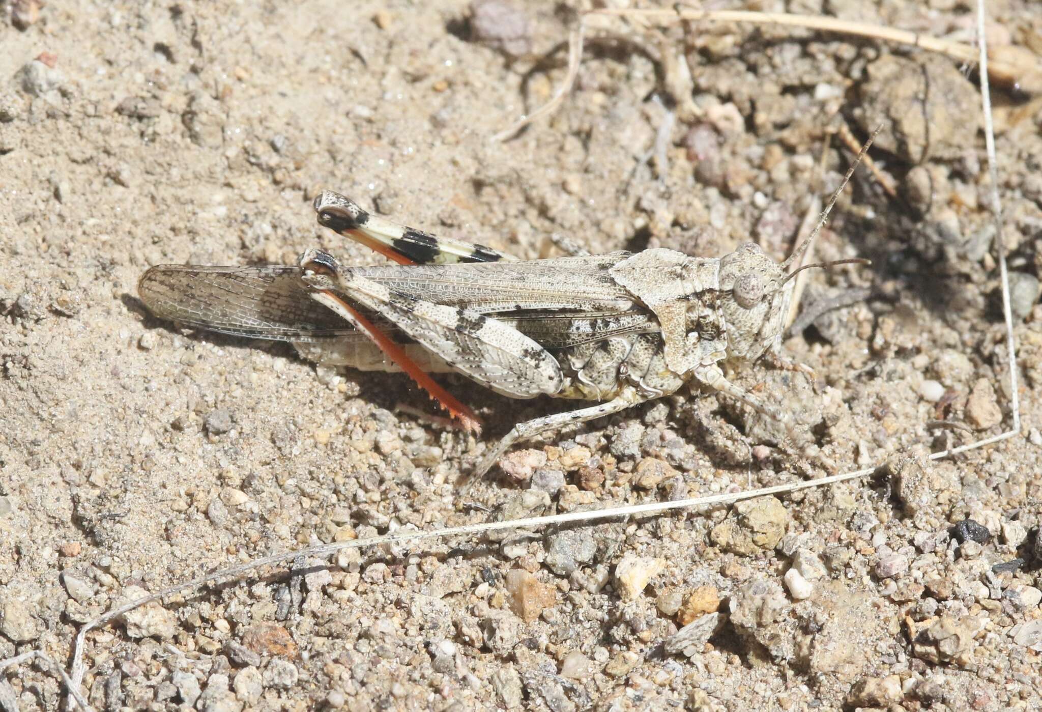 Image of Groove-headed Grasshopper