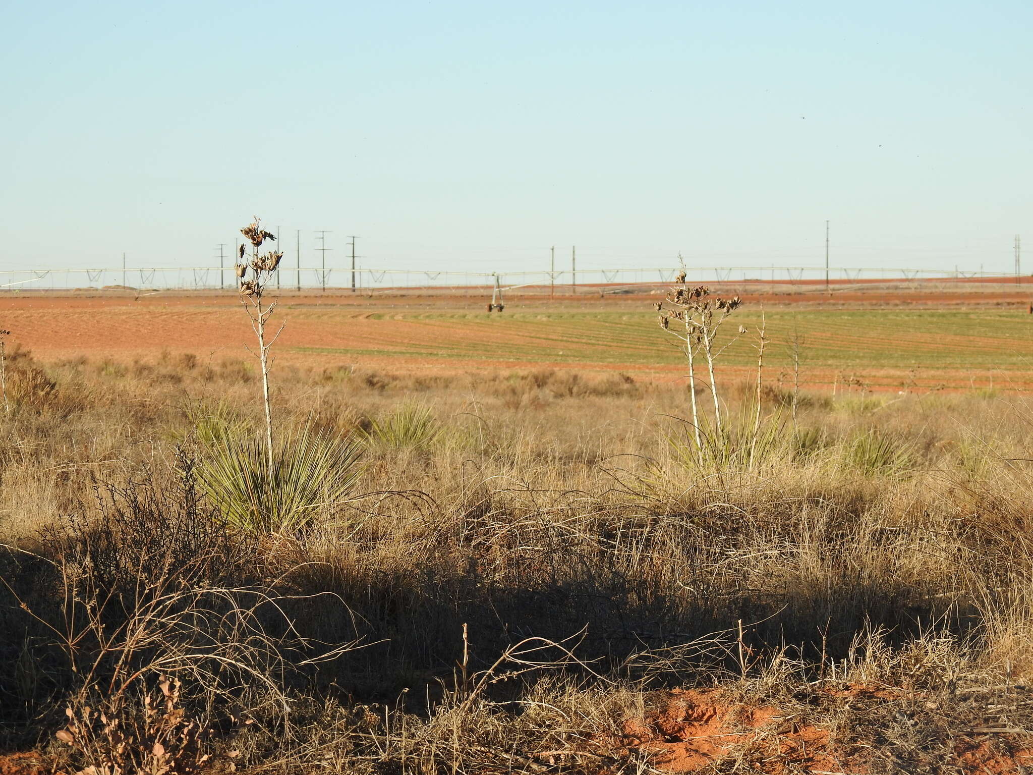 Image of plains yucca