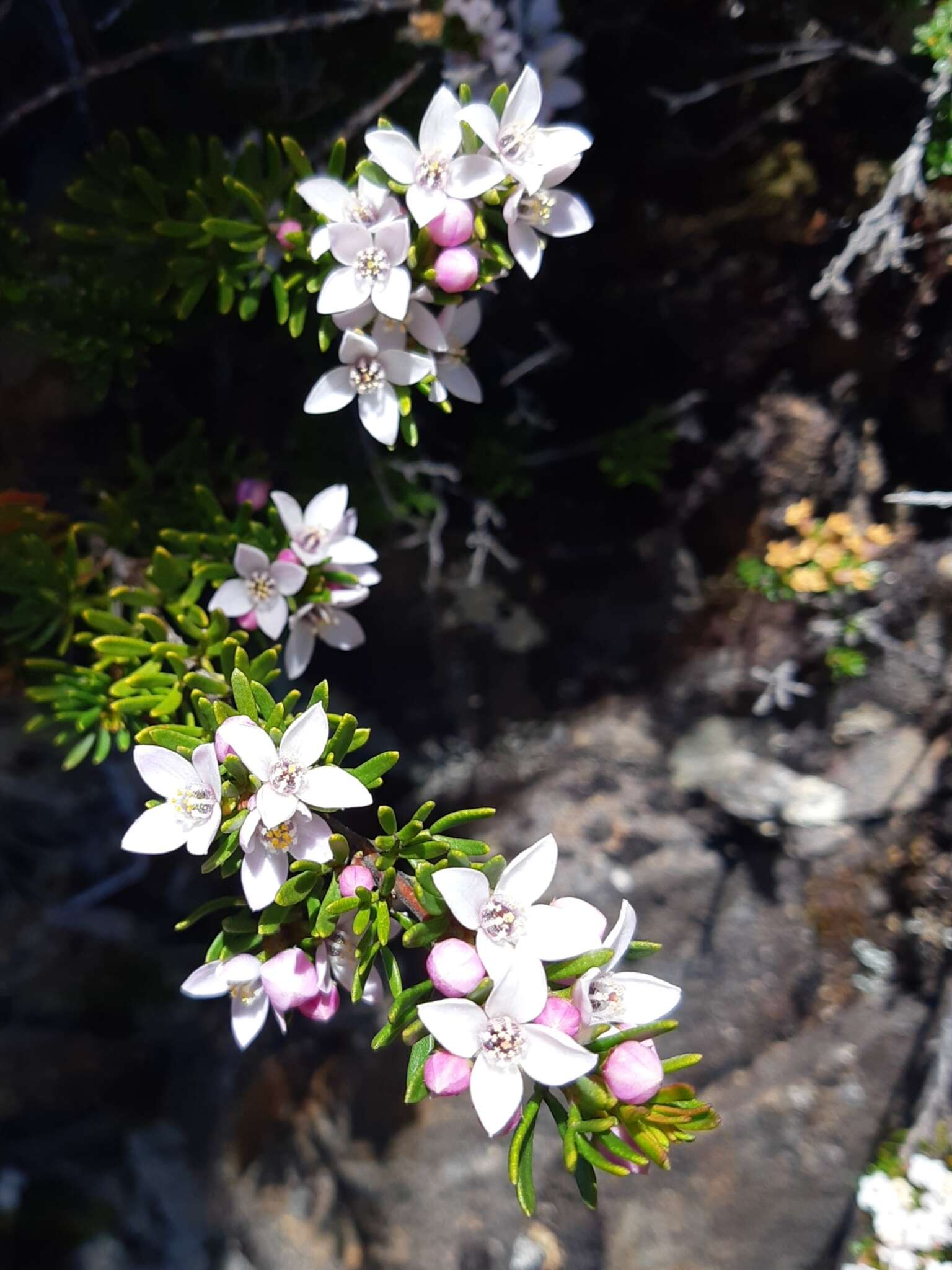 Image of Boronia citriodora Gunn ex Hook. fil.