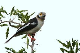 Image of White Helmet Shrike