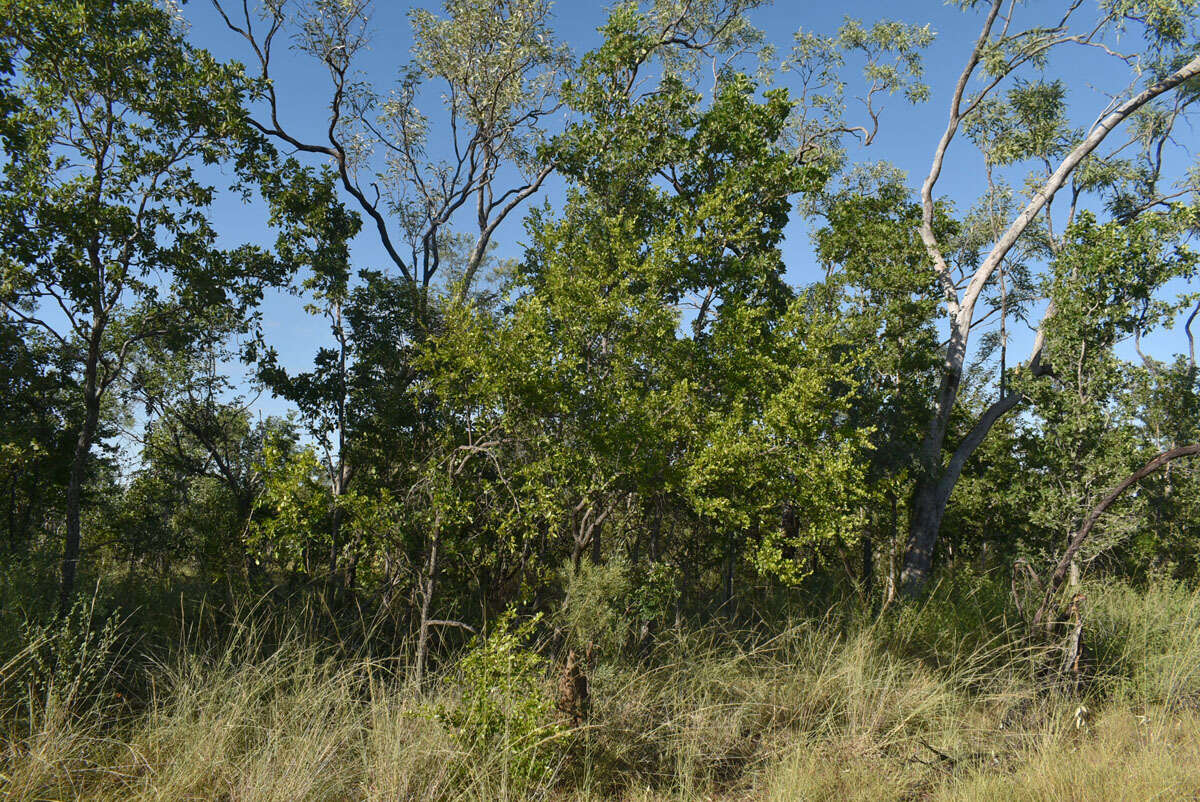 Image of Petalostigma banksii Britten & S. Moore