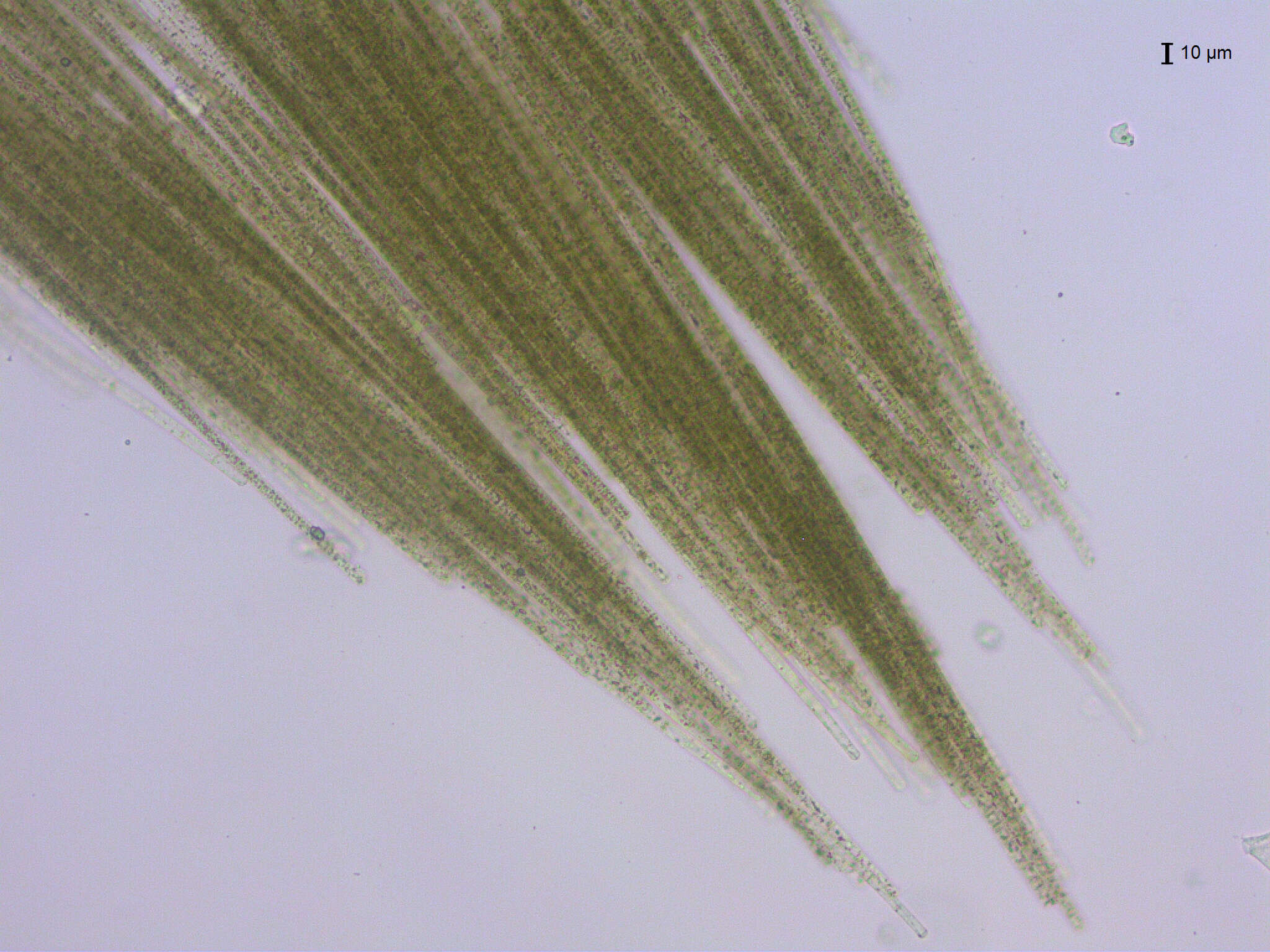 Aphanizomenon flos-aquae resmi