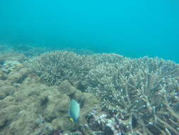 Image of Indian Yellowtail Angelfish