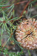 Image de Banksia nutans R. Br.