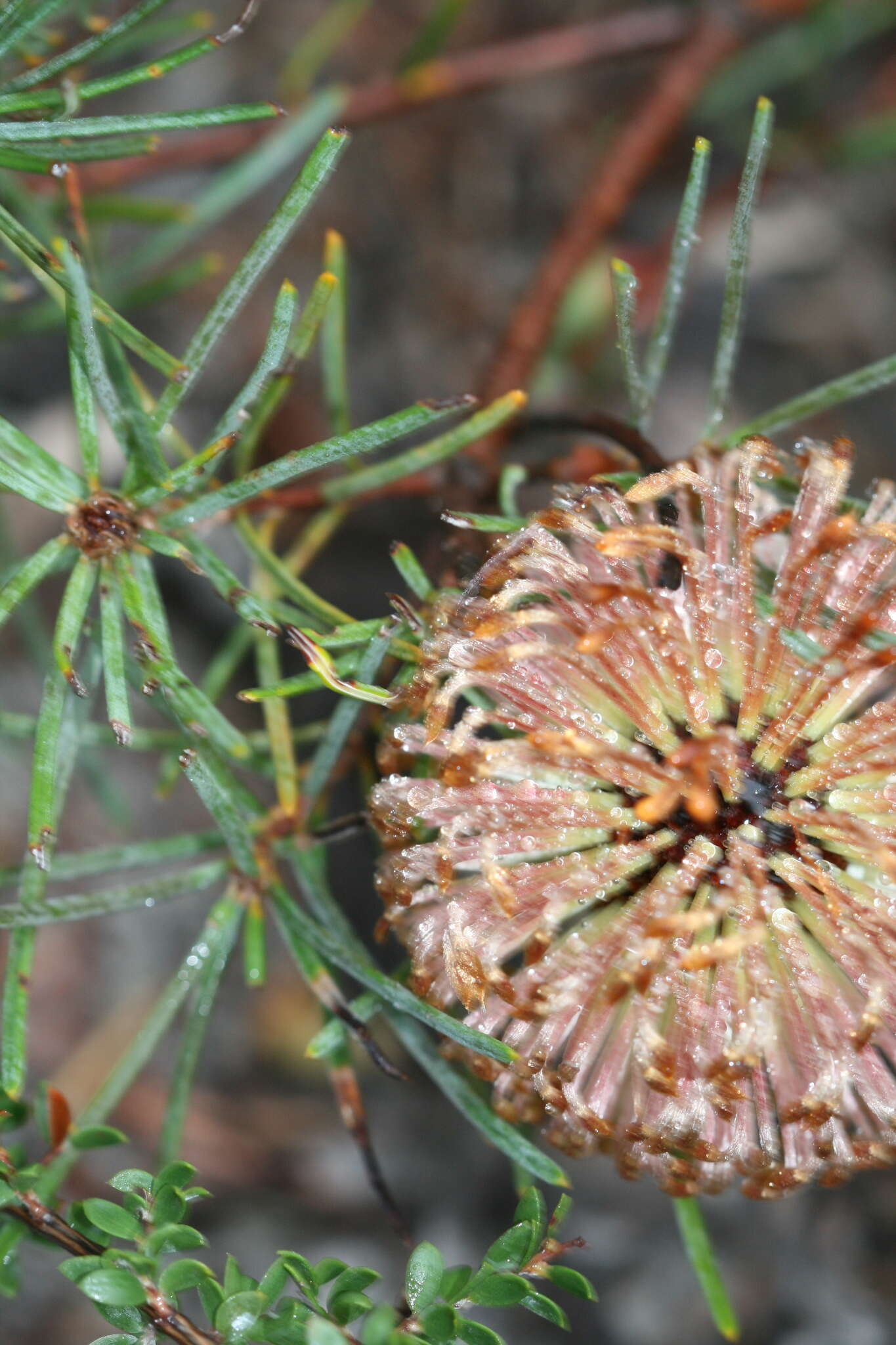 Image de Banksia nutans R. Br.