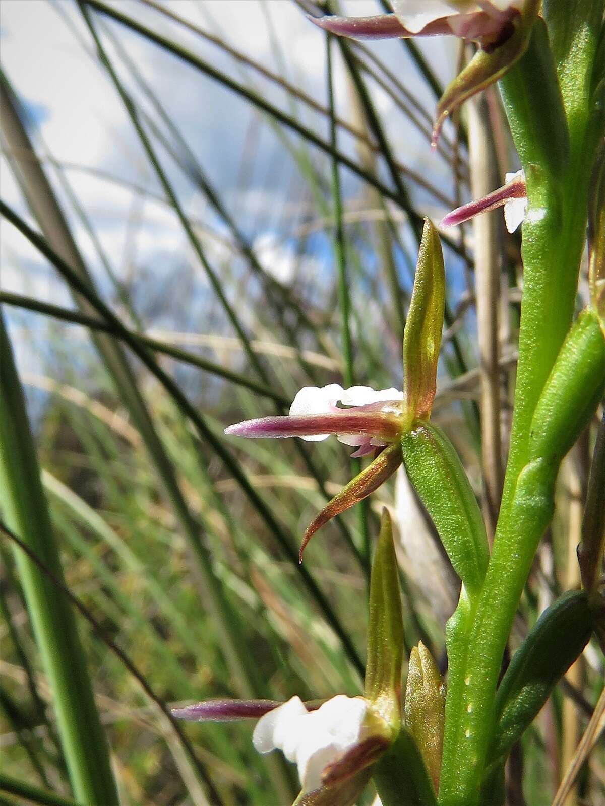 Imagem de Prasophyllum brevilabre (Lindl.) Hook. fil.