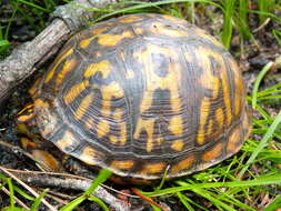 Image of American Box Turtle