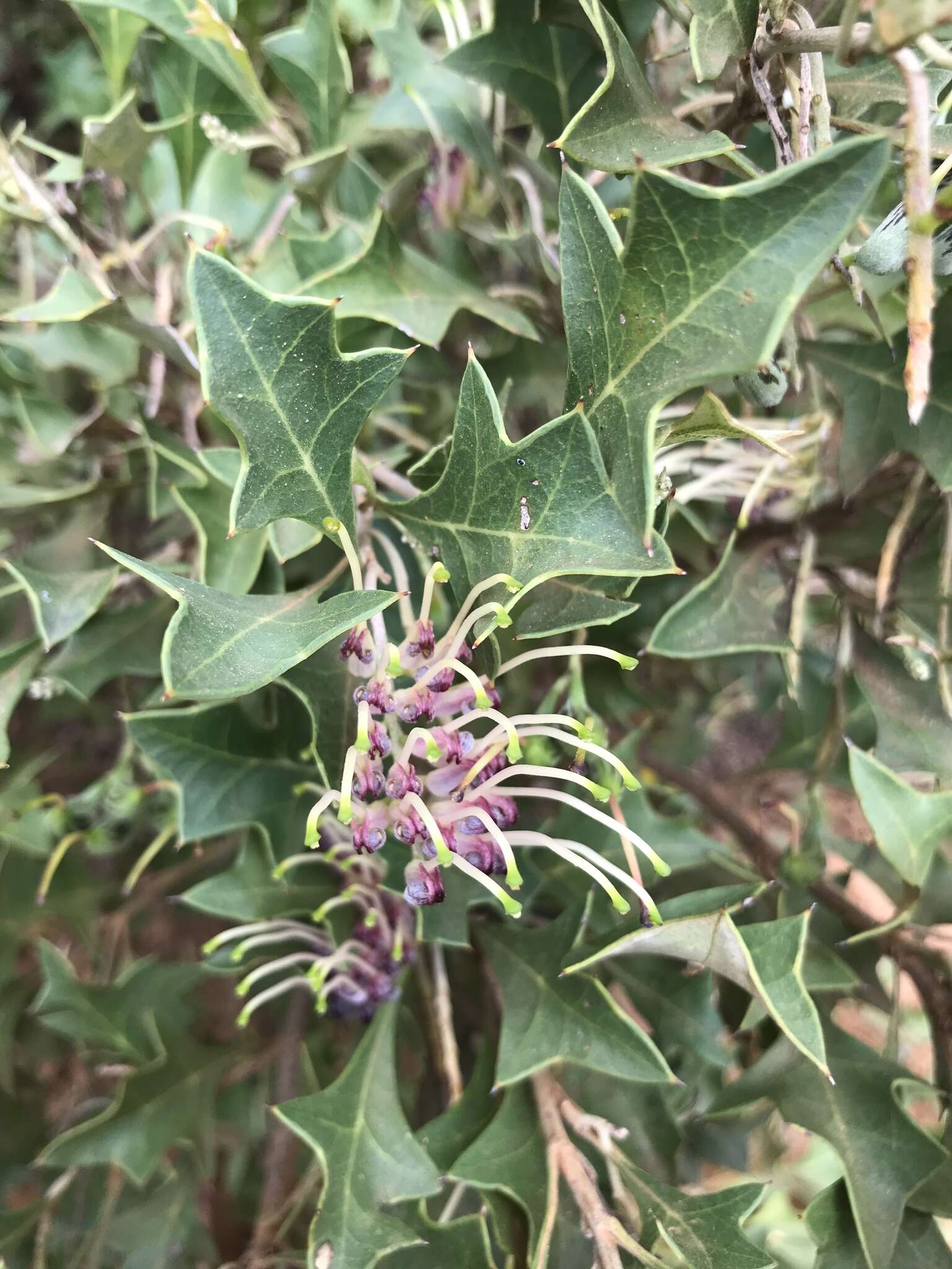 Image of Grevillea dilatata (R. Br.) Downing