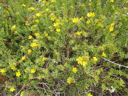 Image of Linum aethiopicum Thunb.