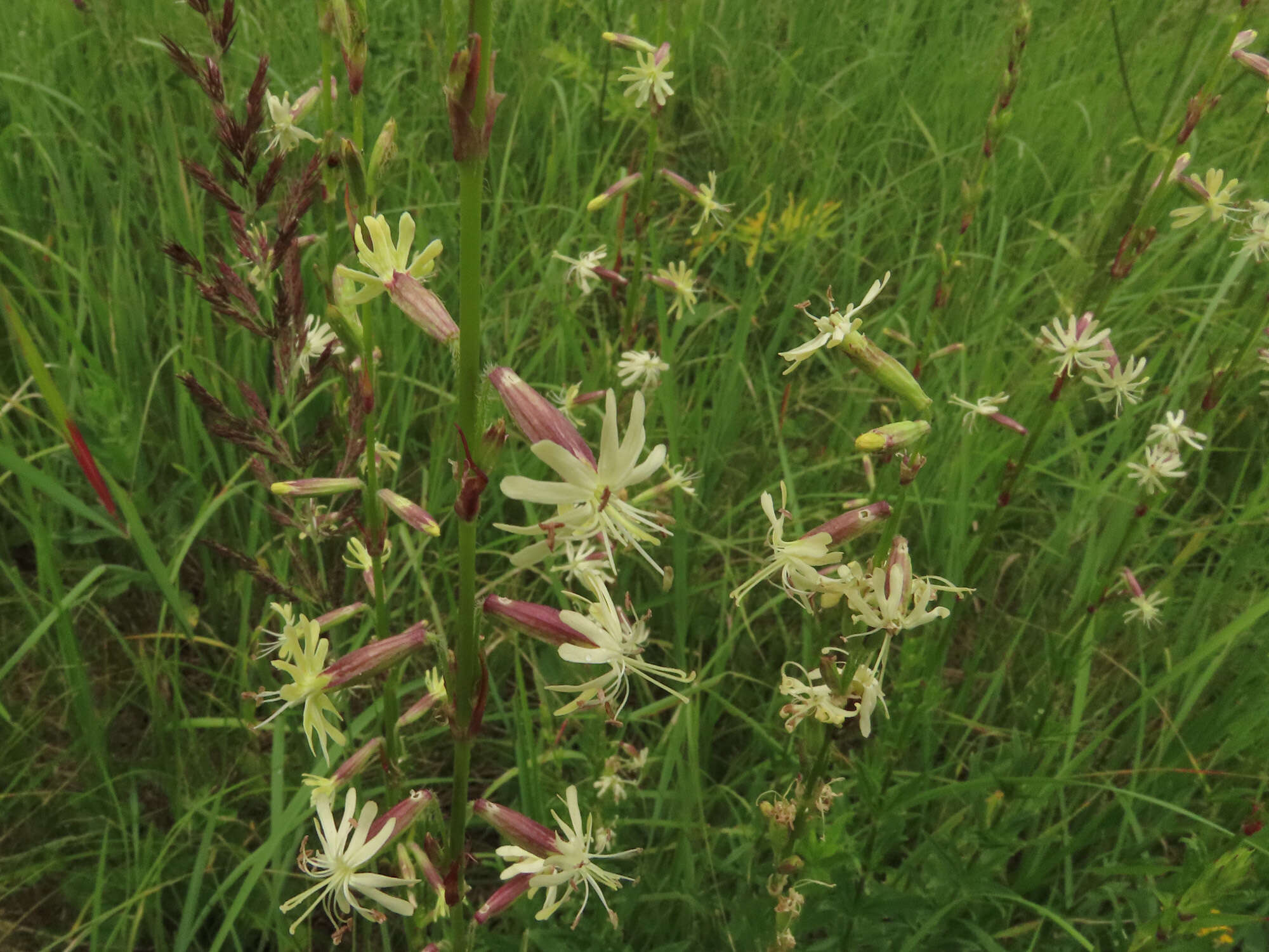 Image of Silene tatarica (L.) Pers.