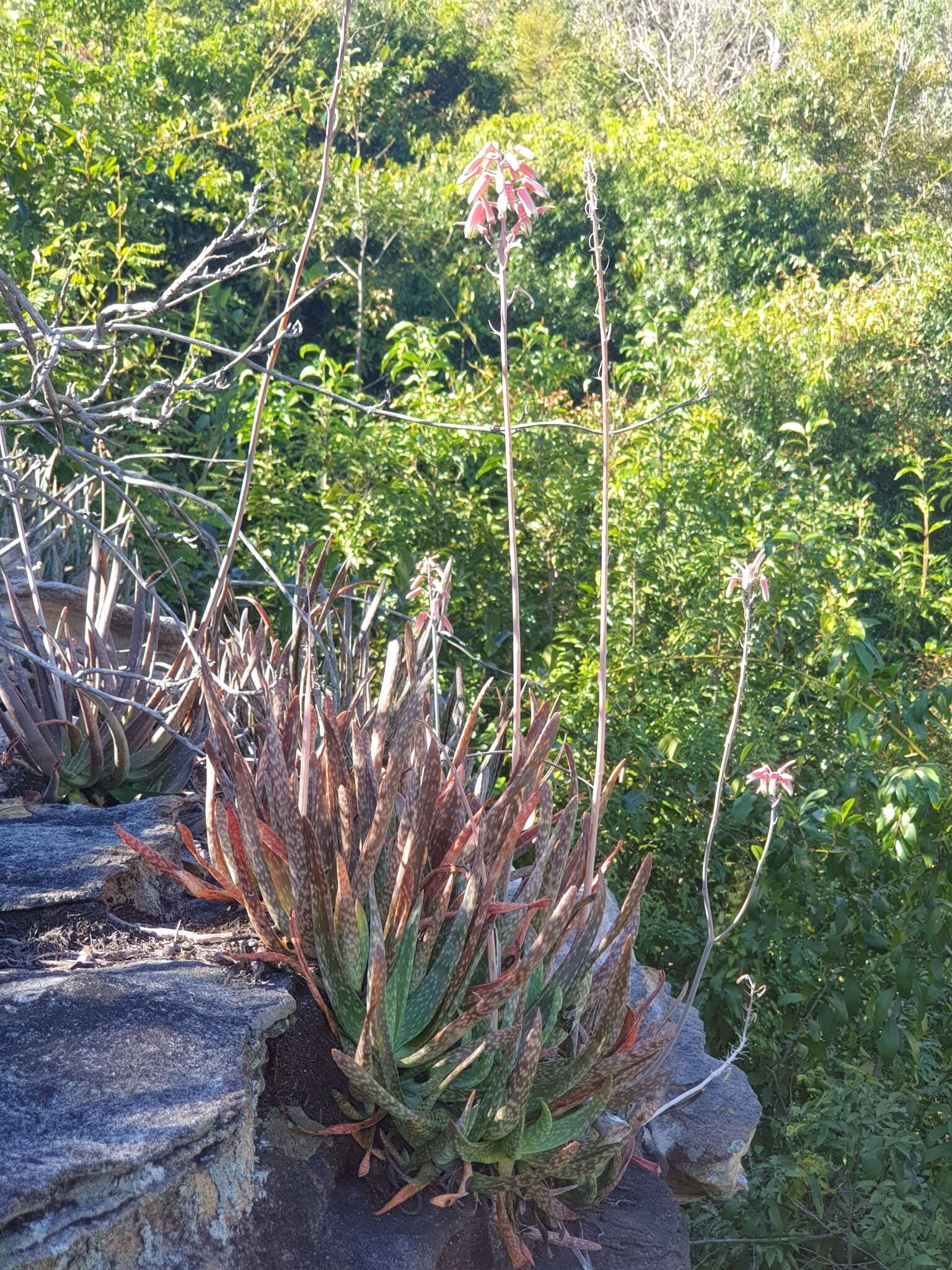 Image of Aloe guillaumetii Cremers