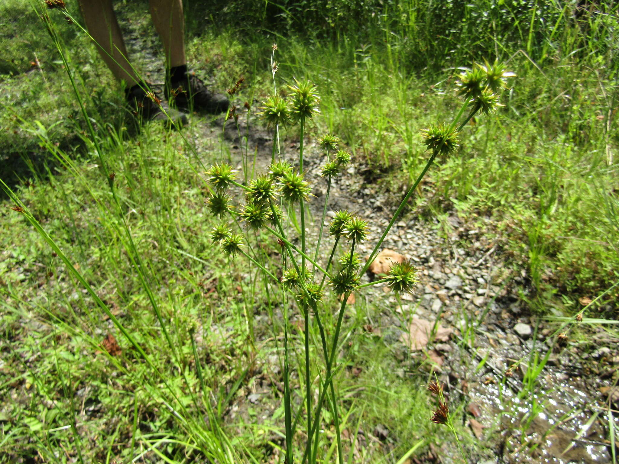 Image of Round-Head Rush