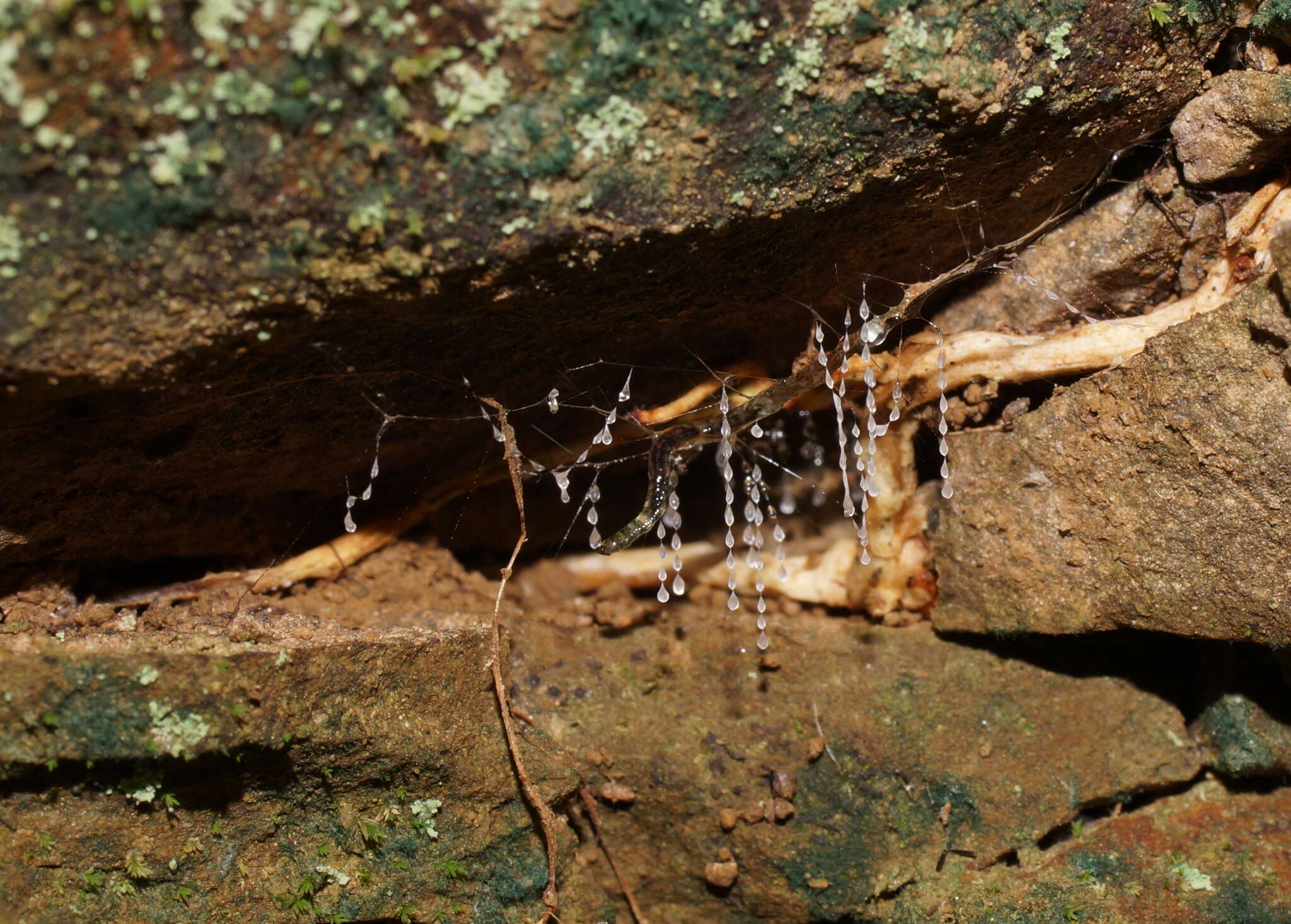 Image of Arachnocampa (Campara) otwayensis Baker 2010