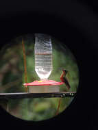 Image of Chestnut-breasted Coronet