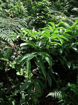 Image of Ardisia plant